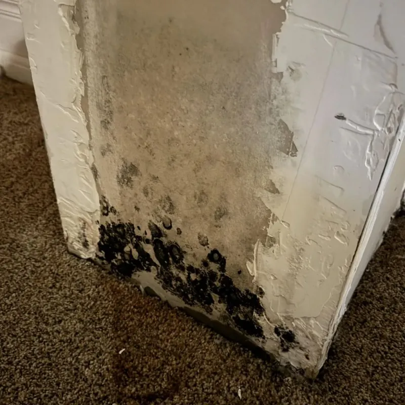 Professional Mold Removal in Scottsdale, AZ